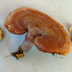 Ganoderma Lucidum 'Reishi'